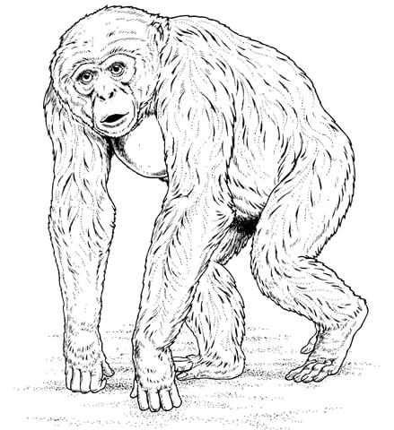 African Chimpanzee Coloring Page